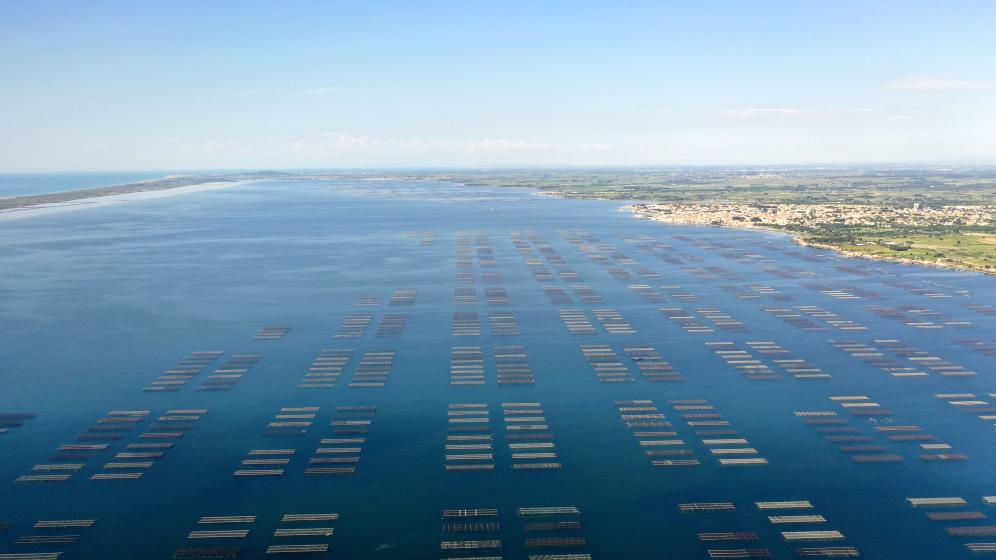 vue du ciel d'un parc de cultures marines