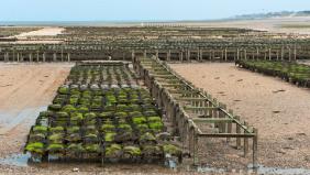 Culture de l'huitre en Basse Normandie